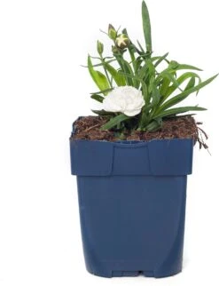 Anjer (Dianthus 'Cosmos') D 11 H 20 Cm