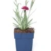 Anjer (Dianthus 'Odessa Red') D 11 H 20 Cm 2 Anjer (Dianthus 'Odessa Red') D 11 H 20 Cm -Tuin Planten Winkel 8712815790442