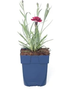 Anjer (Dianthus 'Odessa Red') D 11 H 20 Cm
