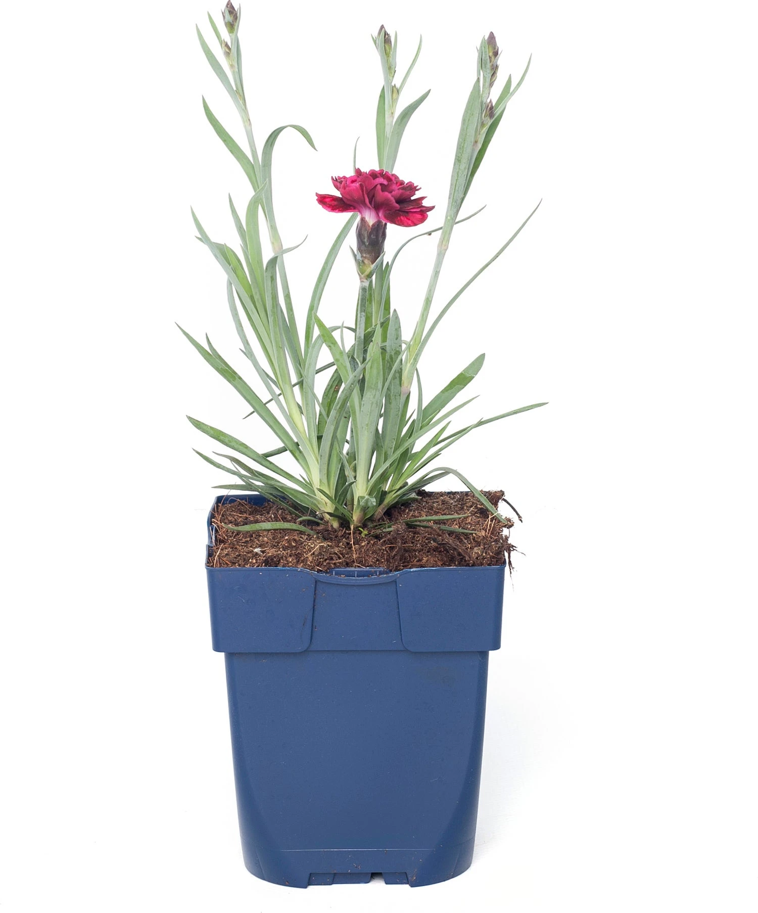 Anjer (Dianthus 'Odessa Red') D 11 H 20 Cm 3 Anjer (Dianthus 'Odessa Red') D 11 H 20 Cm