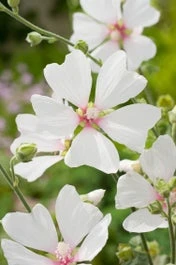 Struikmalva (Lavatera 'Frederique') D 11 H 10 Cm