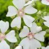 Struikmalva (Lavatera 'Blushing Bride') D 11 H 140 Cm