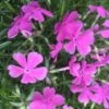 Kruipphlox (Phlox Subulata 'Mc Daniel's Cushion') D 11 H 20 Cm 2 Kruipphlox (Phlox Subulata 'Mc Daniel's Cushion') D 11 H 20 Cm -Tuin Planten Winkel 8712815790633 1 3 1