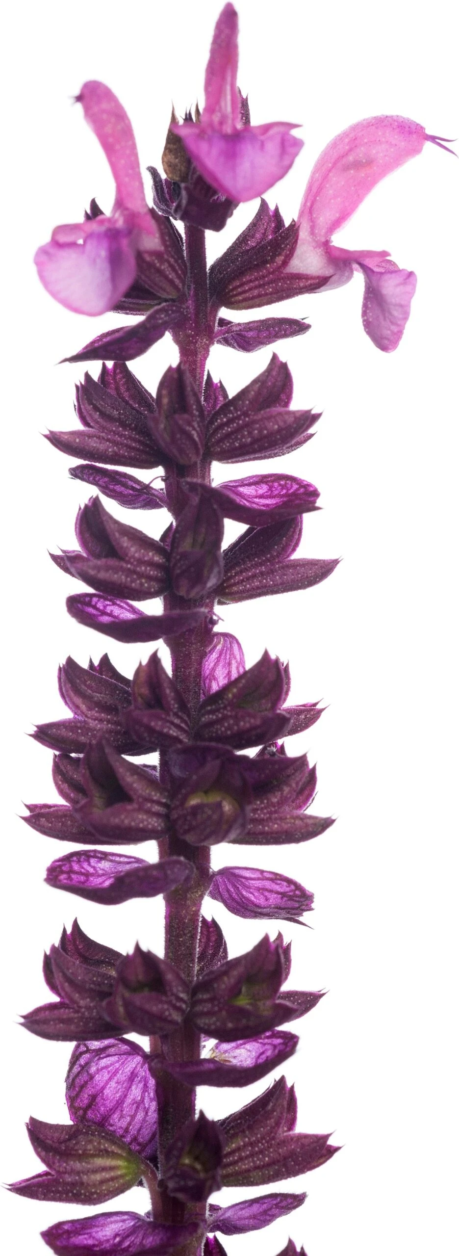 Siersalie (Salvia Nemorosa 'Sensation Deep Rose') D 11 H 20 Cm 4 Siersalie (Salvia Nemorosa 'Sensation Deep Rose') D 11 H 20 Cm - Afbeelding 2