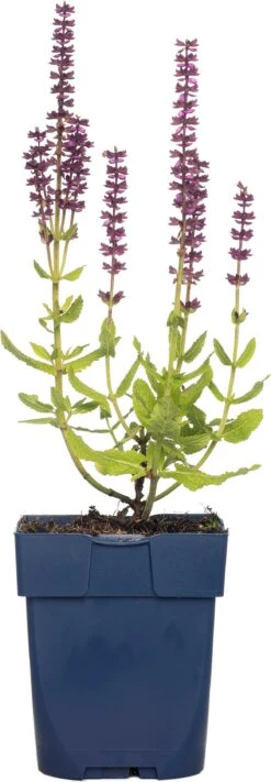 Siersalie (Salvia Nemorosa 'Sensation Deep Rose') D 11 H 20 Cm