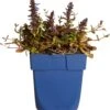 Kruipend Zenegroen (Ajuga Chocolate Chips) D 11 H 15 Cm -Tuin Planten Winkel 8712815790725
