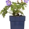 Ooievaarsbek (Geranium 'Rozanne') D 11 H 10 Cm 1 Ooievaarsbek (Geranium 'Rozanne') D 11 H 10 Cm -Tuin Planten Winkel 8712815797946
