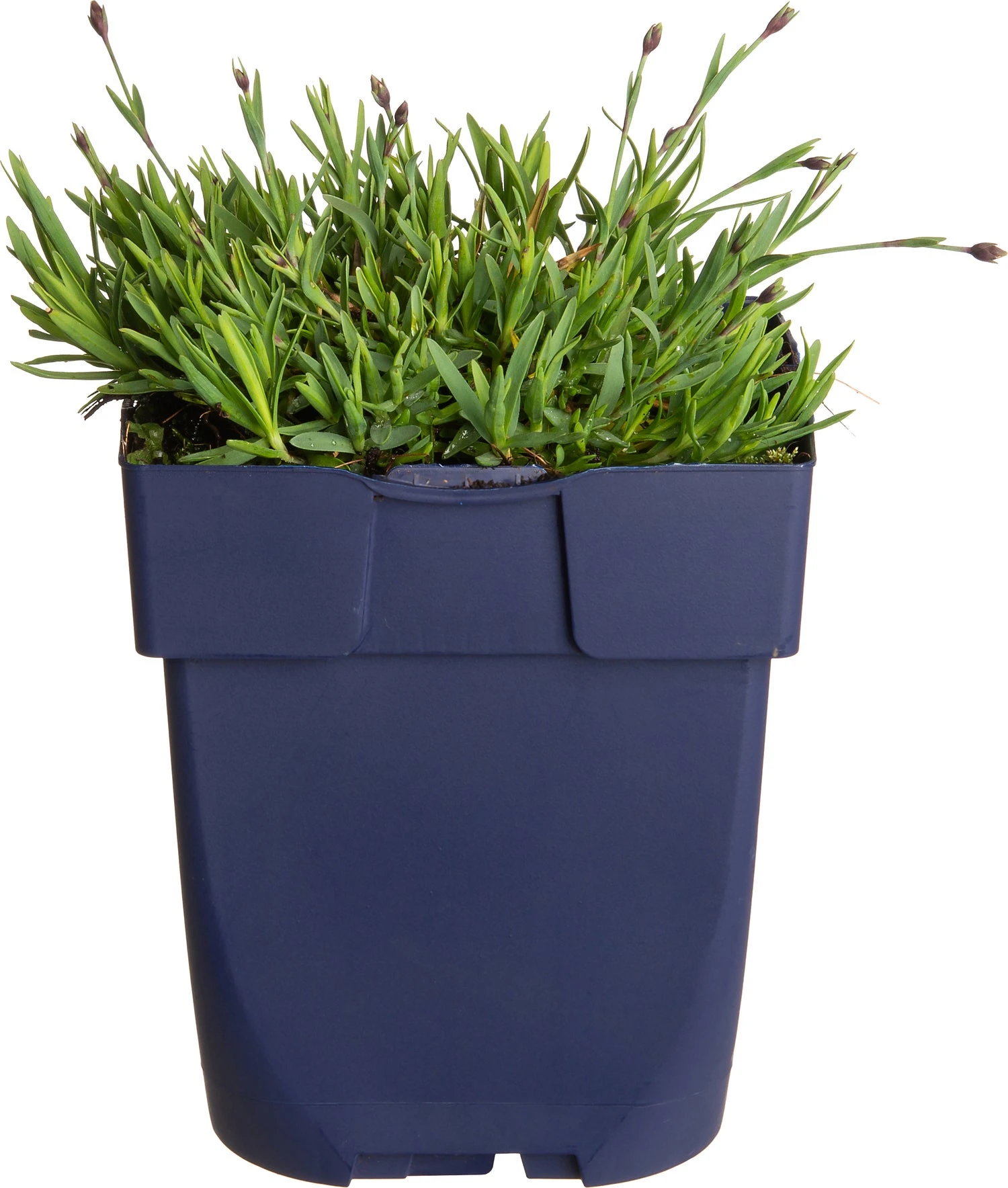 Rotsanjer (Dianthus Gratianopolitanus 'Pink Jewel') D 11 H 15 Cm 3 Rotsanjer (Dianthus Gratianopolitanus 'Pink Jewel') D 11 H 15 Cm