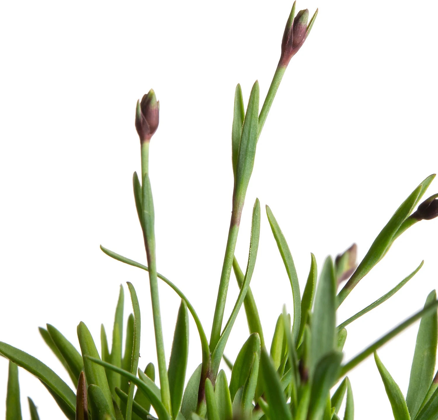 Rotsanjer (Dianthus Gratianopolitanus 'Pink Jewel') D 11 H 15 Cm 4 Rotsanjer (Dianthus Gratianopolitanus 'Pink Jewel') D 11 H 15 Cm - Afbeelding 2