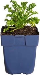 Duifkruid (Scabiosa 'Barocca') D 11 H 80 Cm 3 Duifkruid (Scabiosa 'Barocca') D 11 H 80 Cm