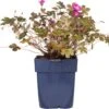 Ooievaarsbek (Geranium 'Tanya Rendall') D 11 H 10 Cm -Tuin Planten Winkel 8712815800066 3 1