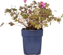 Ooievaarsbek (Geranium 'Tanya Rendall') D 11 H 10 Cm