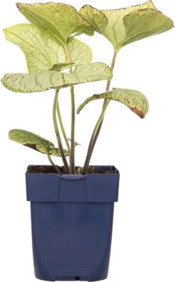 Kaukasische Vergeet-mij-niet (Brunnera Macrophylla 'Jack Frost') D 11 H 10 Cm