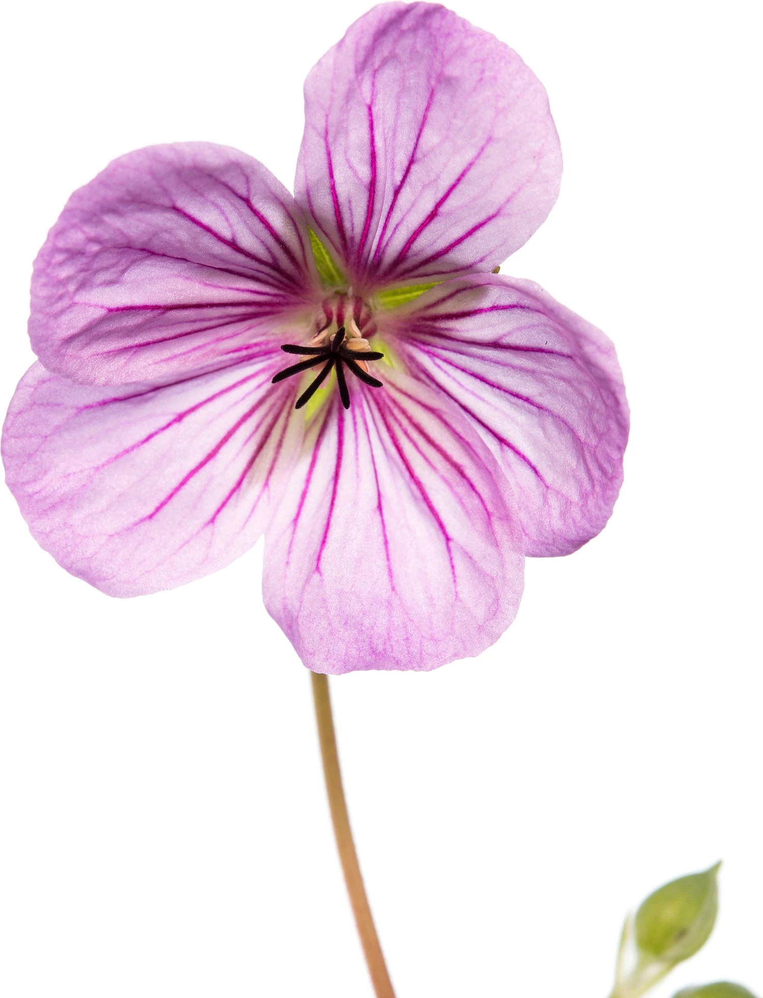 Ooievaarsbek (Geranium Incanum 'Joy') D 11 H 10 Cm 4 Ooievaarsbek (Geranium Incanum 'Joy') D 11 H 10 Cm - Afbeelding 2