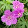 Ooievaarsbek (Geranium 'Tiny Monster') D 11 H 10 Cm 1 Ooievaarsbek (Geranium 'Tiny Monster') D 11 H 10 Cm -Tuin Planten Winkel 8712815819990