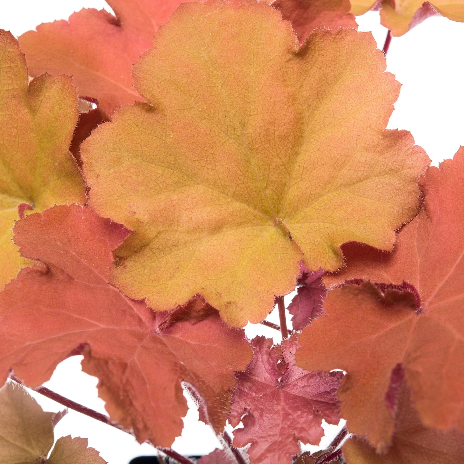 Purperklokje (Heuchera 'Caramel') D 11 H 10 Cm 4 Purperklokje (Heuchera 'Caramel') D 11 H 10 Cm - Afbeelding 2