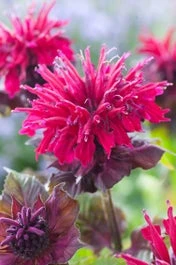 Bergamotplant (Monarda Didyma 'Fireball') D 11 H 10 Cm