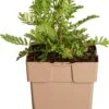 Boerenwormkruid (Tanacetum Vulgare) D 11 H 15 Cm -Tuin Planten Winkel 8712815854472