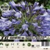 Florex Moederplant Afrikaanse Lelie (Agapanthus) Blauw 1 Florex Moederplant Afrikaanse Lelie (Agapanthus) Blauw -Tuin Planten Winkel 8713339000277
