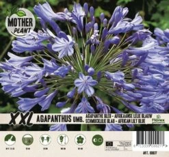 Florex Moederplant Afrikaanse Lelie (Agapanthus) Blauw