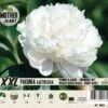 Florex Moederplant Pioenroos (Paeonia) Wit 2 Florex Moederplant Pioenroos (Paeonia) Wit -Tuin Planten Winkel 8713339000345