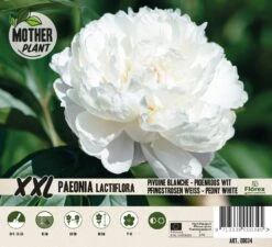 Florex Moederplant Pioenroos (Paeonia) Wit