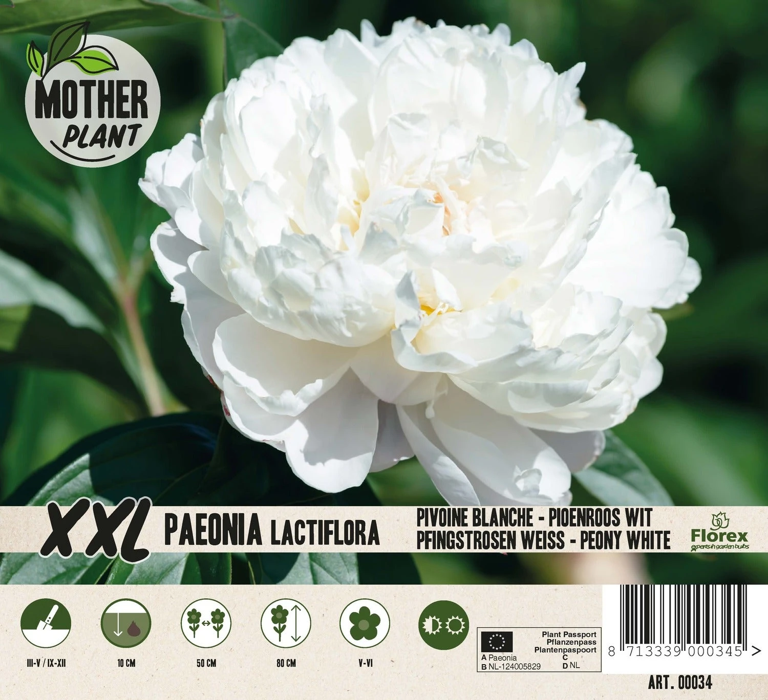 Florex Moederplant Pioenroos (Paeonia) Wit 3 Florex Moederplant Pioenroos (Paeonia) Wit