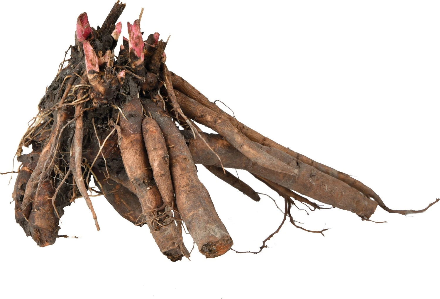 Florex Moederplant Pioenroos (Paeonia) Wit 4 Florex Moederplant Pioenroos (Paeonia) Wit - Afbeelding 2