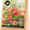 Florex Bloembollen 1M² Bloementapijt Bohemian Summer 25 Stuks 2 Florex Bloembollen 1M² Bloementapijt Bohemian Summer 25 Stuks -Tuin Planten Winkel 8713339139823
