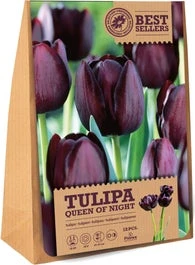 Florex Bloembollen Tulp (Tulipa 'Queen Of The Night') 12 Stuks