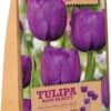 Florex Bloembollen Tulp (Tulipa 'Blue Beauty') 15 Stuks 2 Florex Bloembollen Tulp (Tulipa 'Blue Beauty') 15 Stuks -Tuin Planten Winkel 8713339167819