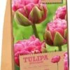 Florex Bloembollen Tulp (Tulipa 'Aveyron') 12 Stuks -Tuin Planten Winkel 8713339167826