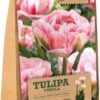 Florex Bloembollen Tulp (Tulipa 'Finola') 12 Stuks -Tuin Planten Winkel 8713339167833