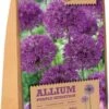 Florex Bloembollen Sierui (Allium 'Purple Sensation') 15 Stuks -Tuin Planten Winkel 8713339167857