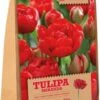 Florex Bloembollen Tulp (Tulipa 'Miranda') 15 Stuks -Tuin Planten Winkel 8713339167871