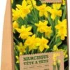 Florex Bloembollen Narcis (Narcissus 'Tète A Tète') 20 Stuks -Tuin Planten Winkel 8713339167888