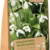 Florex Bloembollen Sneeuwklokje (Galanthus Woronowii) 20 Stuks 2 Florex Bloembollen Sneeuwklokje (Galanthus Woronowii) 20 Stuks -Tuin Planten Winkel 8713339167895