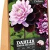Florex Dahlia Knol (Dahlia 'Daria In Love') 2 Stuks 1 Florex Dahlia Knol (Dahlia 'Daria In Love') 2 Stuks -Tuin Planten Winkel 8713339168014