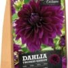 Florex Dahlia Knol (Dahlia 'Thomas Edison') 2 Stuks -Tuin Planten Winkel 8713339168021