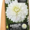 Florex Dahlia Knol (Dahlia 'Fleurel') 2 Stuks -Tuin Planten Winkel 8713339168038