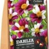 Florex Dahlia Knol (Dahlia 'Twynings Smartie') 2 Stuks -Tuin Planten Winkel 8713339168045
