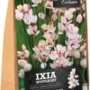 Florex Bloembol Afrikaanse Korenlelie (Ixia 'Spotlight') 35 Stuks -Tuin Planten Winkel 8713339168076