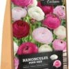 Florex Ranonkel Knol Mix (Ranunculus 'Pink') 15 Stuks -Tuin Planten Winkel 8713339168083