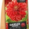 Florex Dahlia Knol (Dahlia 'Maxime') 2 Stuks -Tuin Planten Winkel 8713339168090