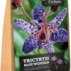 Florex Bloembol Paddenlelie (Trycirtis 'Blue Wonder') -Tuin Planten Winkel 8713339168113