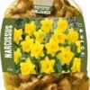 Florex Bloembollen Grootbloemige Narcis (Narcissus) Geel 40 Stuks 1 Florex Bloembollen Grootbloemige Narcis (Narcissus) Geel 40 Stuks -Tuin Planten Winkel 8713339969956