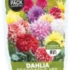 Florex Bloembollen Zaaddahlia Decorative Verassingsmix 8 St -Tuin Planten Winkel 8713339979016 0 4