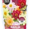 Florex Zaaddahlia Collarette Verassingsmix 8 St -Tuin Planten Winkel 8713339979030 0