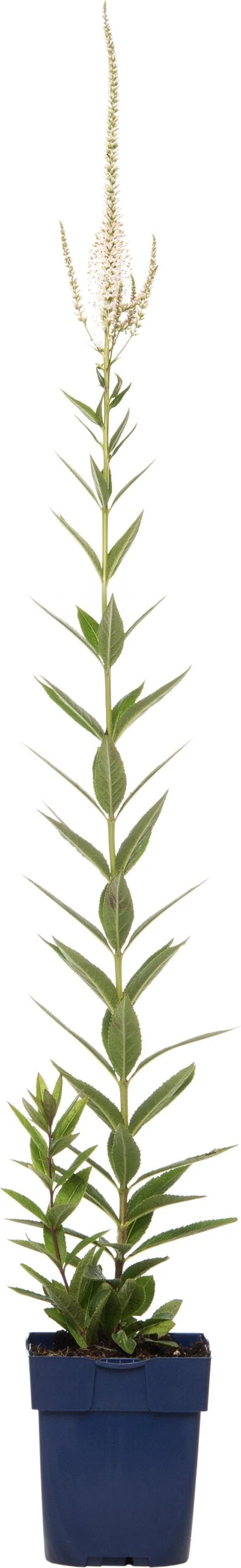 Virginische Ereprijs (Veronicastrum Virginicum 'Album') D 11 H 10 Cm 3 Virginische Ereprijs (Veronicastrum Virginicum 'Album') D 11 H 10 Cm