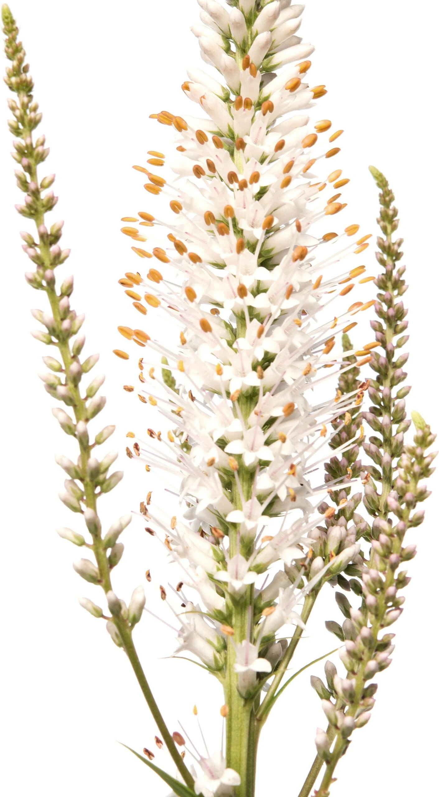 Virginische Ereprijs (Veronicastrum Virginicum 'Album') D 11 H 10 Cm 4 Virginische Ereprijs (Veronicastrum Virginicum 'Album') D 11 H 10 Cm - Afbeelding 2